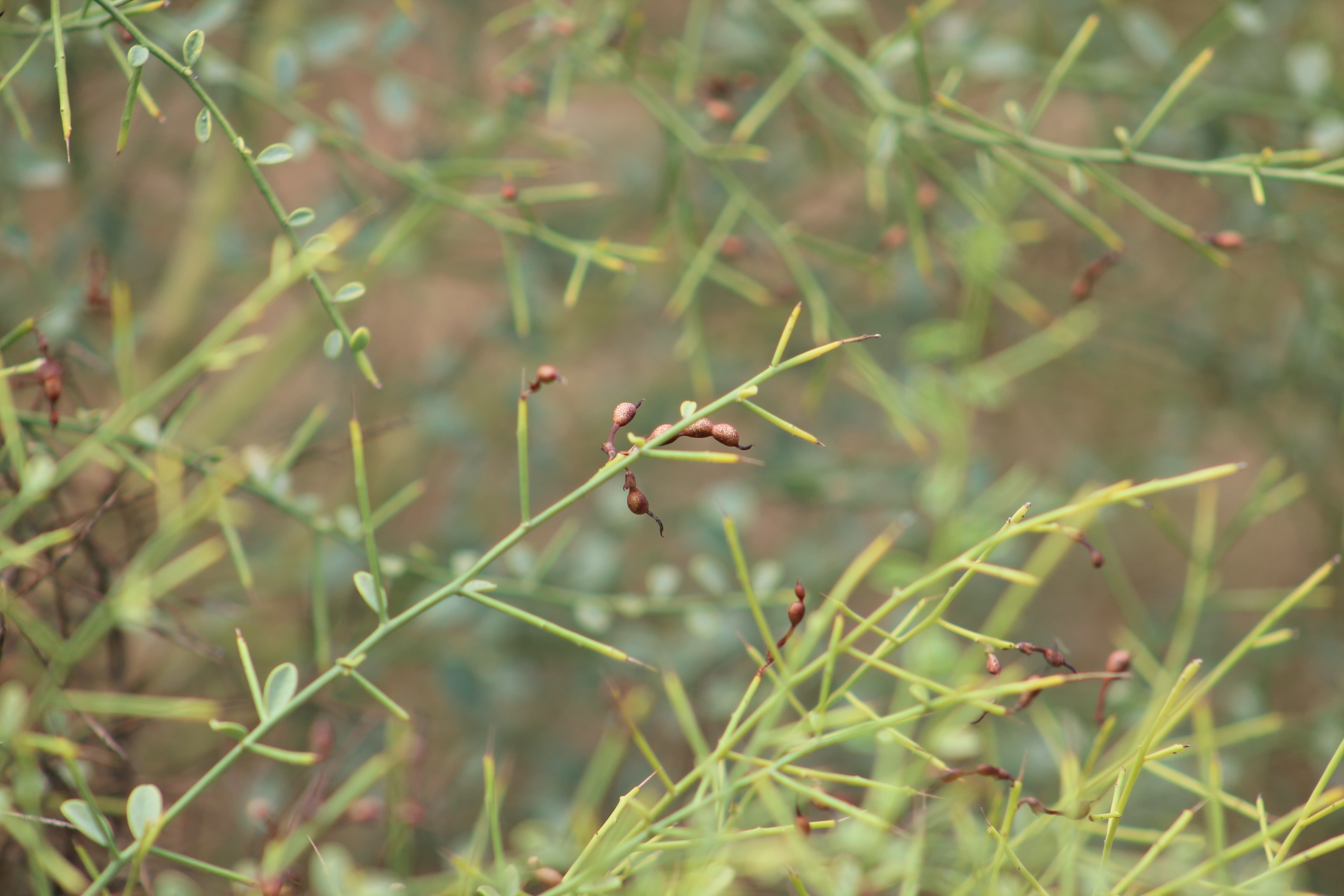 Plant Image